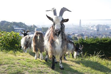 La Ville du Havre reçoit la reconnaissance « Territoire engagé pour la nature » décernée par l’Agence Normande de la Biodiversité et du développement durable.