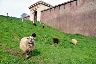 Dans le cadre de sa nouvelle politique publique Le Havre Nature, la Ville du Havre développe l'éco-pâturage