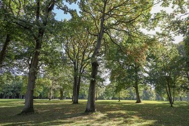 arbres-foret.jpg