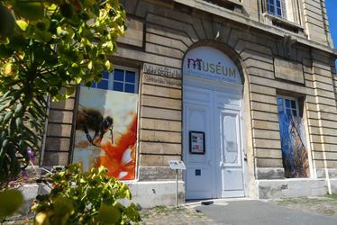 Colibri  Muséum d'histoire naturelle du Havre