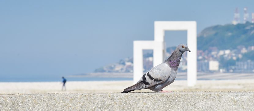 pigeon-goelands.jpg