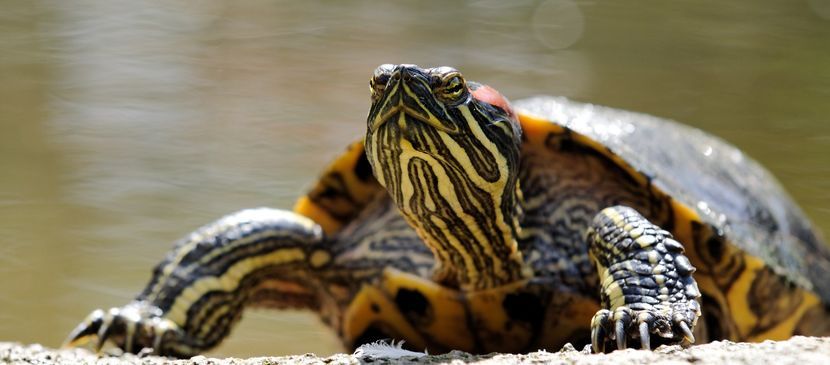 tortue-especes-exotiques-envahissantes.jpeg